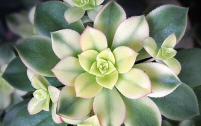 Aeonium ‘Kiwi’