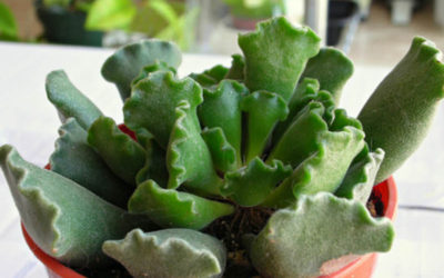 Adromischus Cristatus ‘Crinkle-Leaf Plant’