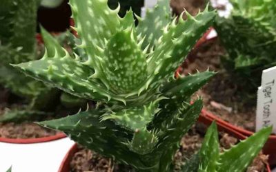 Aloe Juvenna ‘Tiger Tooth Aloe’