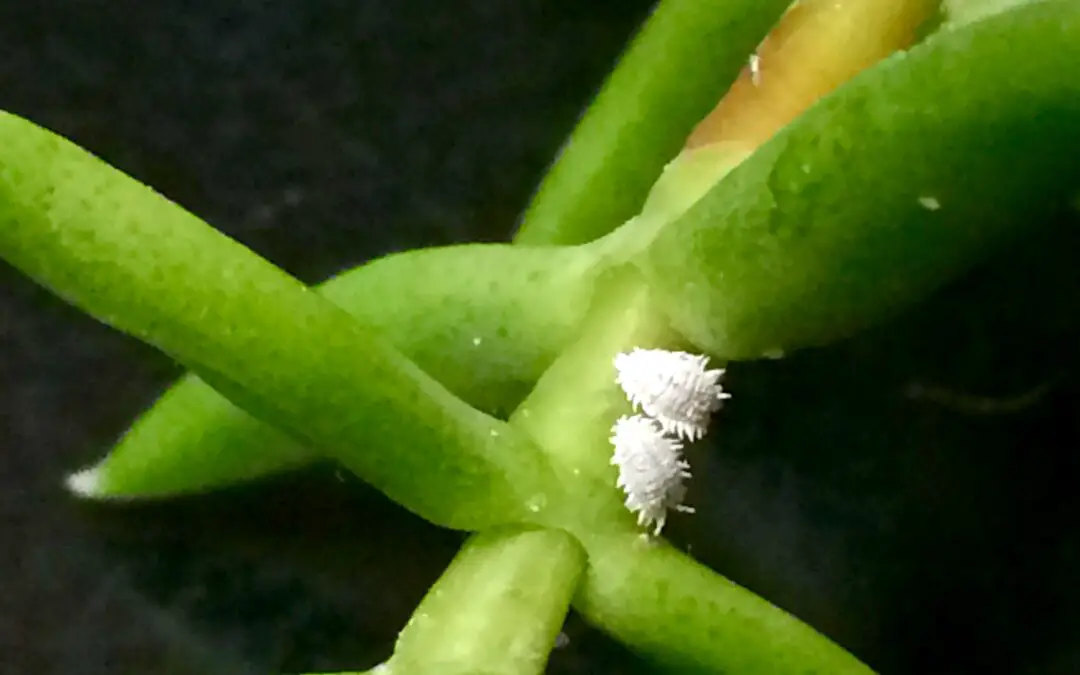 How to Get Rid of Mealybugs on Succulents