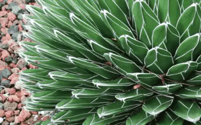 Agave Victoriae-Reginae ‘Queen Victoria Agave’