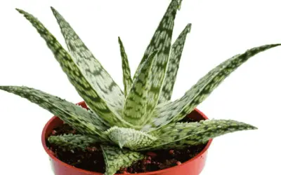 Aloe ‘Doran Black’