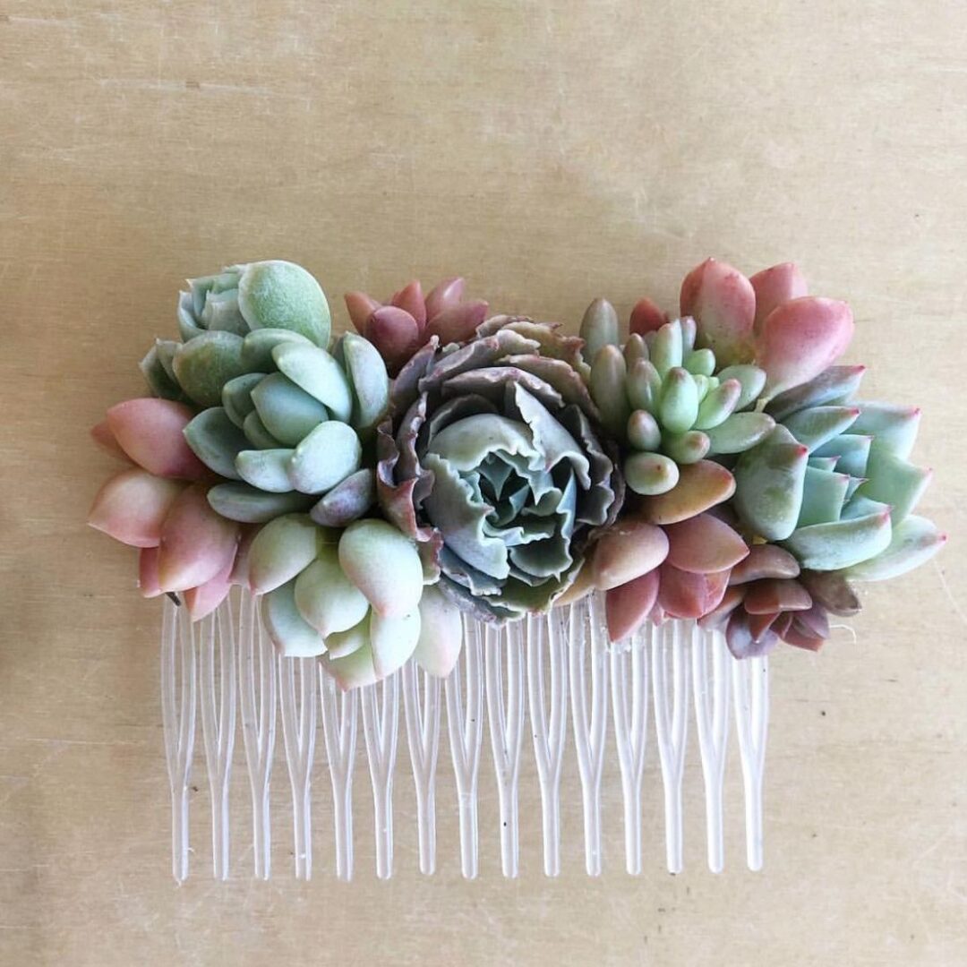 Succulent Bridal Shower With Pictures Succulents Network