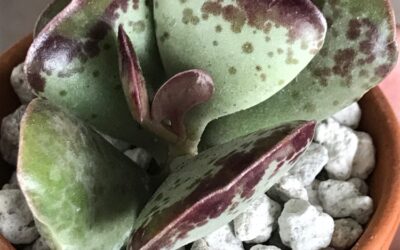 Adromischus Maculatus ‘Calico Hearts’