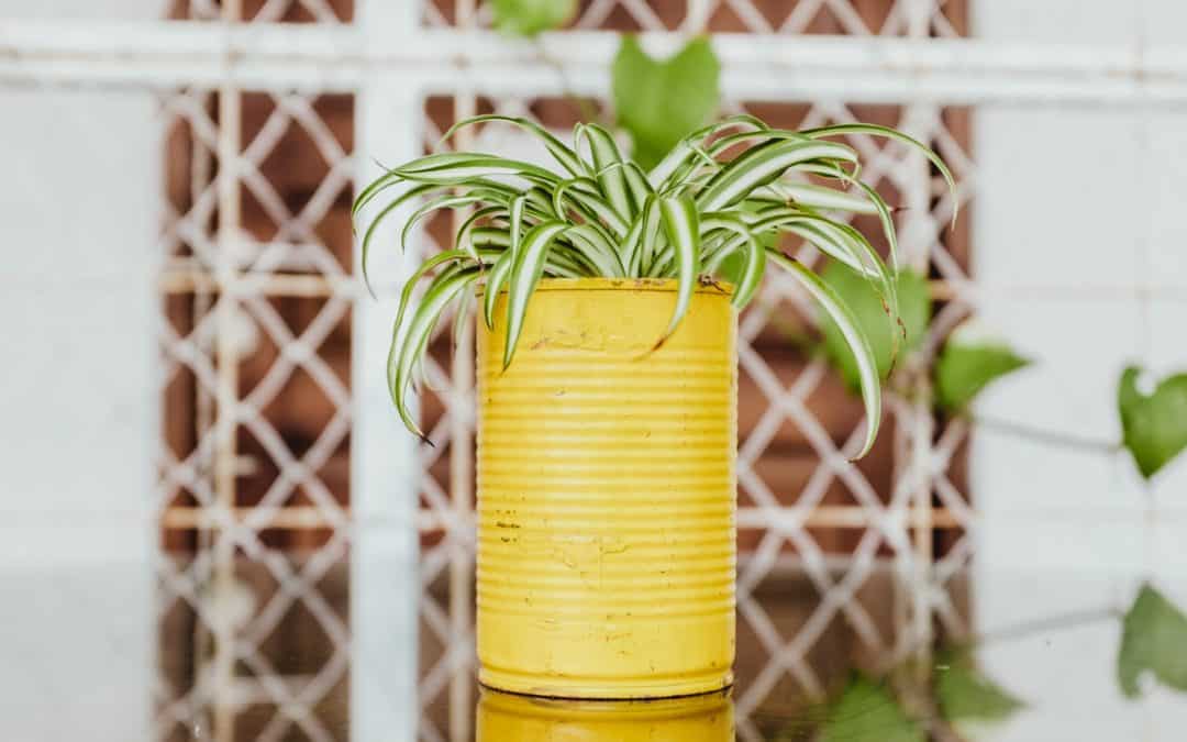 Water Succulents Without A Drainage