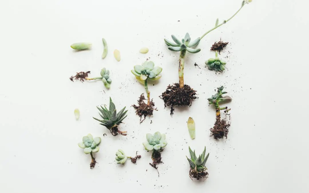 How to Propagate Succulents from Leaves and Cuttings