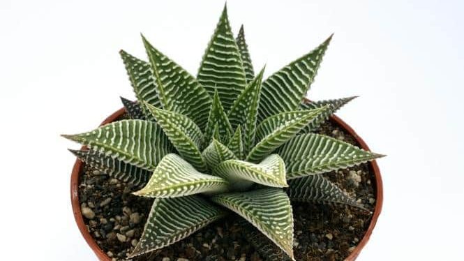 How to Care for Haworthia