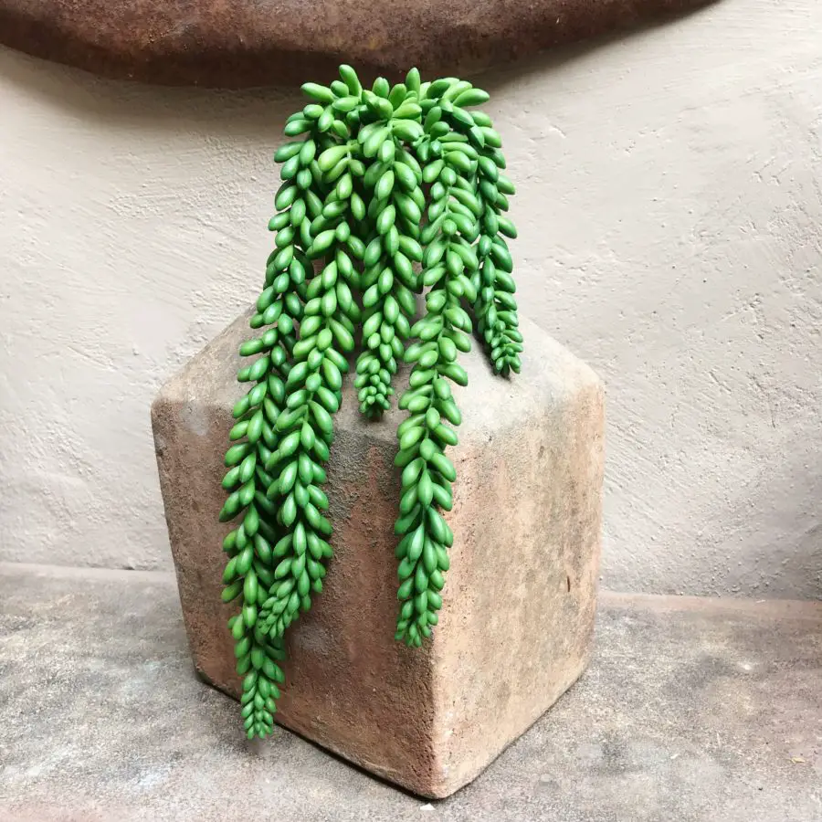 Top 7 Types of String Succulents (Guide With Pictures) Succulents Network