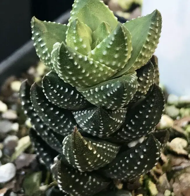 Haworthia Growth Guide (With Pictures)