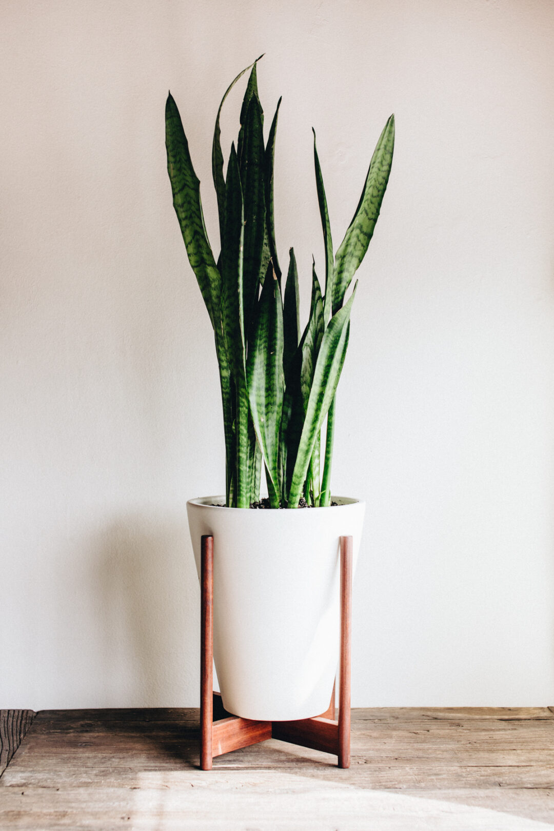 snake-plants-care-guide-with-pictures-succulents-network
