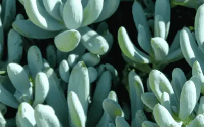 Senecio Serpens ‘Blue Chalksticks’