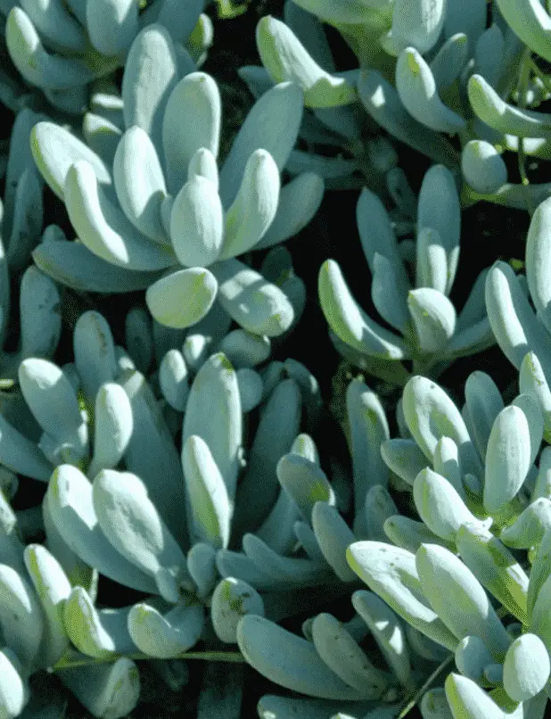 Senecio Serpens 'Blue Chalksticks'