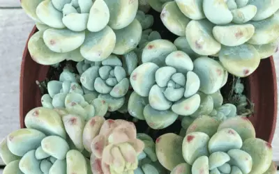 Sedum Clavatum