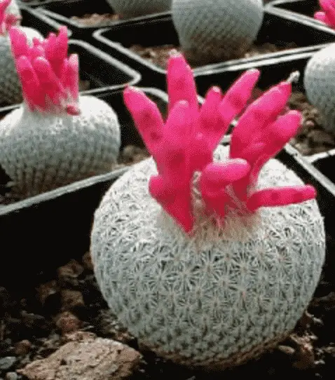 Epithelantha micromeris