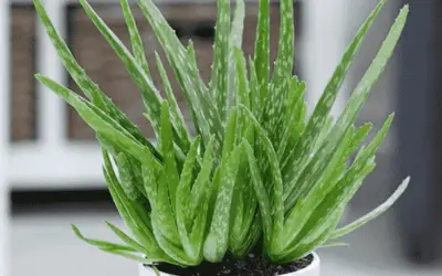 Aloe Vera