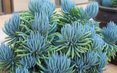 Senecio Vitalis ‘Blue Chalk Fingers’