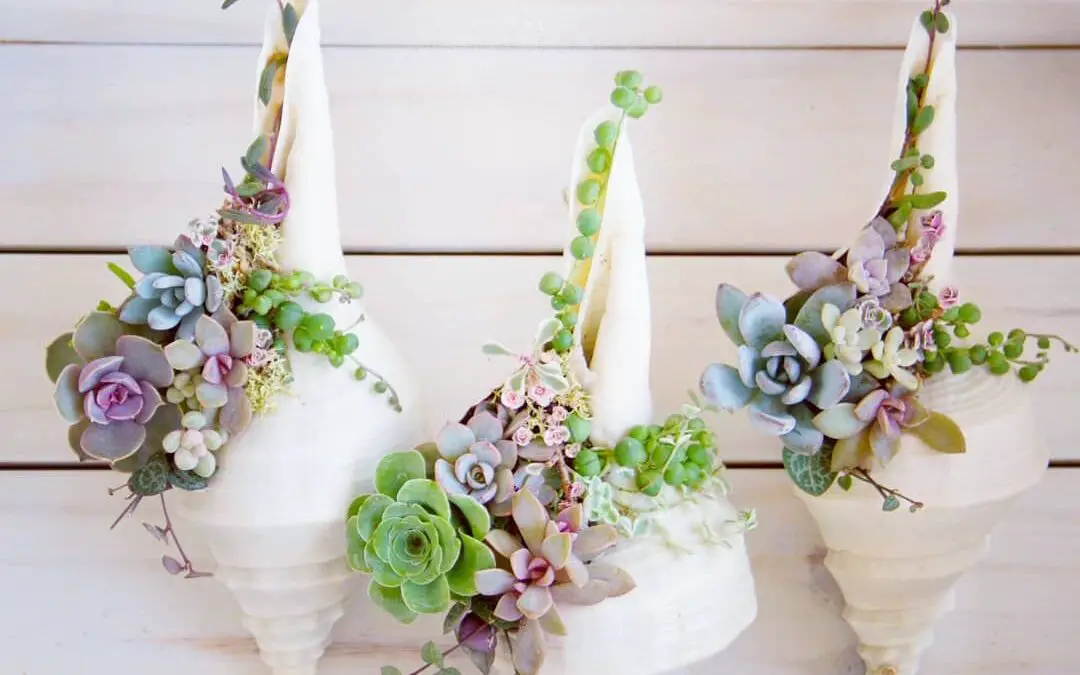 Seashell Succulent Planter Ideas