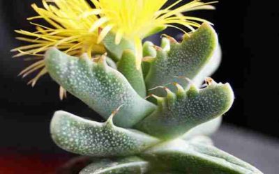 Faucaria Tigrina ‘Tiger’s Jaw’