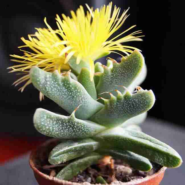 Faucaria Tigrina 'Tiger’s Jaw'