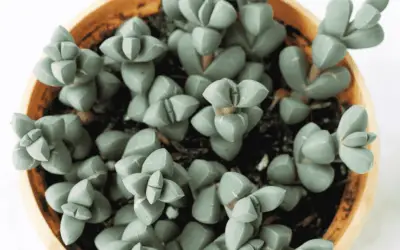 Corpuscularia Lehmannii ‘Ice Plant’