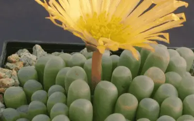 Fenestraria Rhopalophylla ‘Baby Toes’