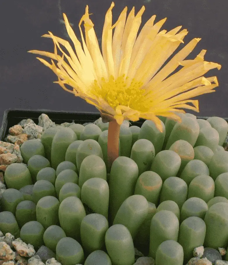 Fenestraria rhopalophylla 'Baby Toes'