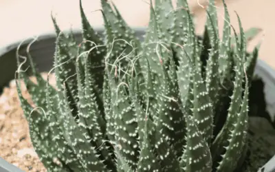 Aristaloe Aristata ‘Lace Aloe’