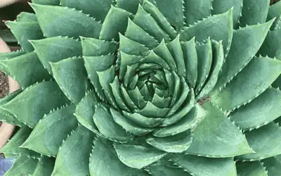 Aloe Polyphylla ‘Spiral Aloe’