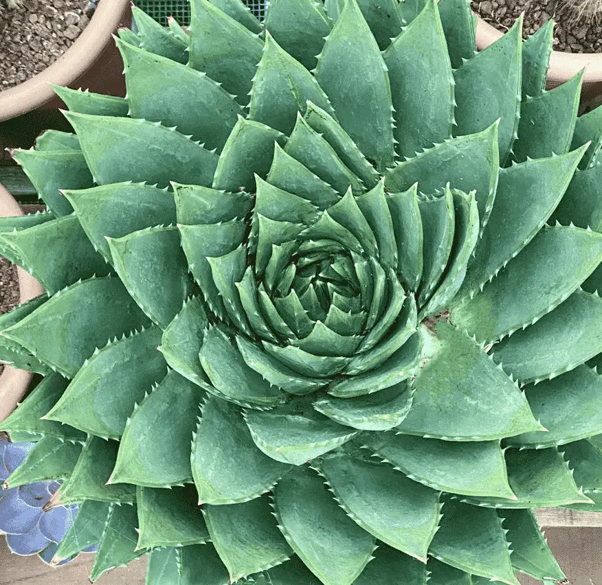 Aloe polyphylla “Spiral Aloe”