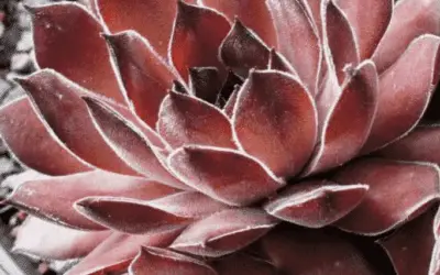 Sempervivum ‘Brock’