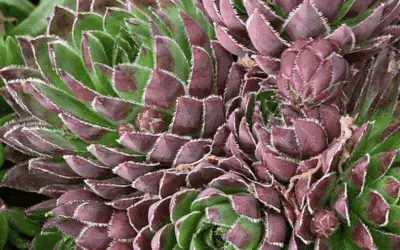 Sempervivum ‘Hedgehog’