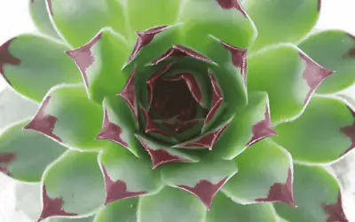 Sempervivum ‘Royanum’