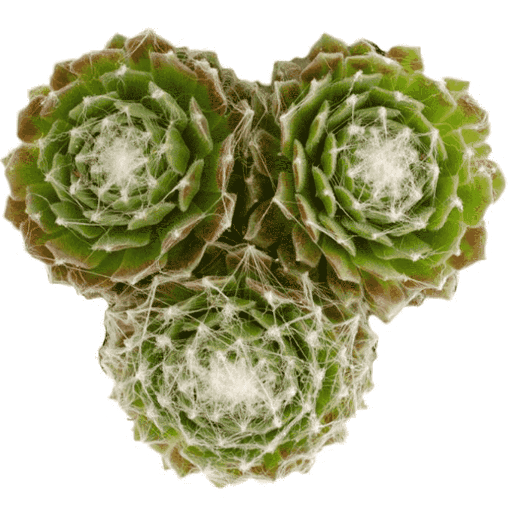 Sempervivum arachnoideum ‘Cebenese’