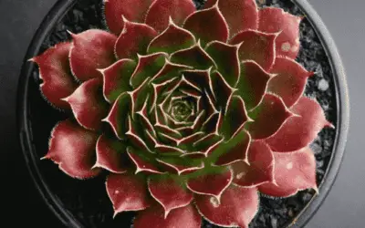 Sempervivum Heuffelii ‘Irene’