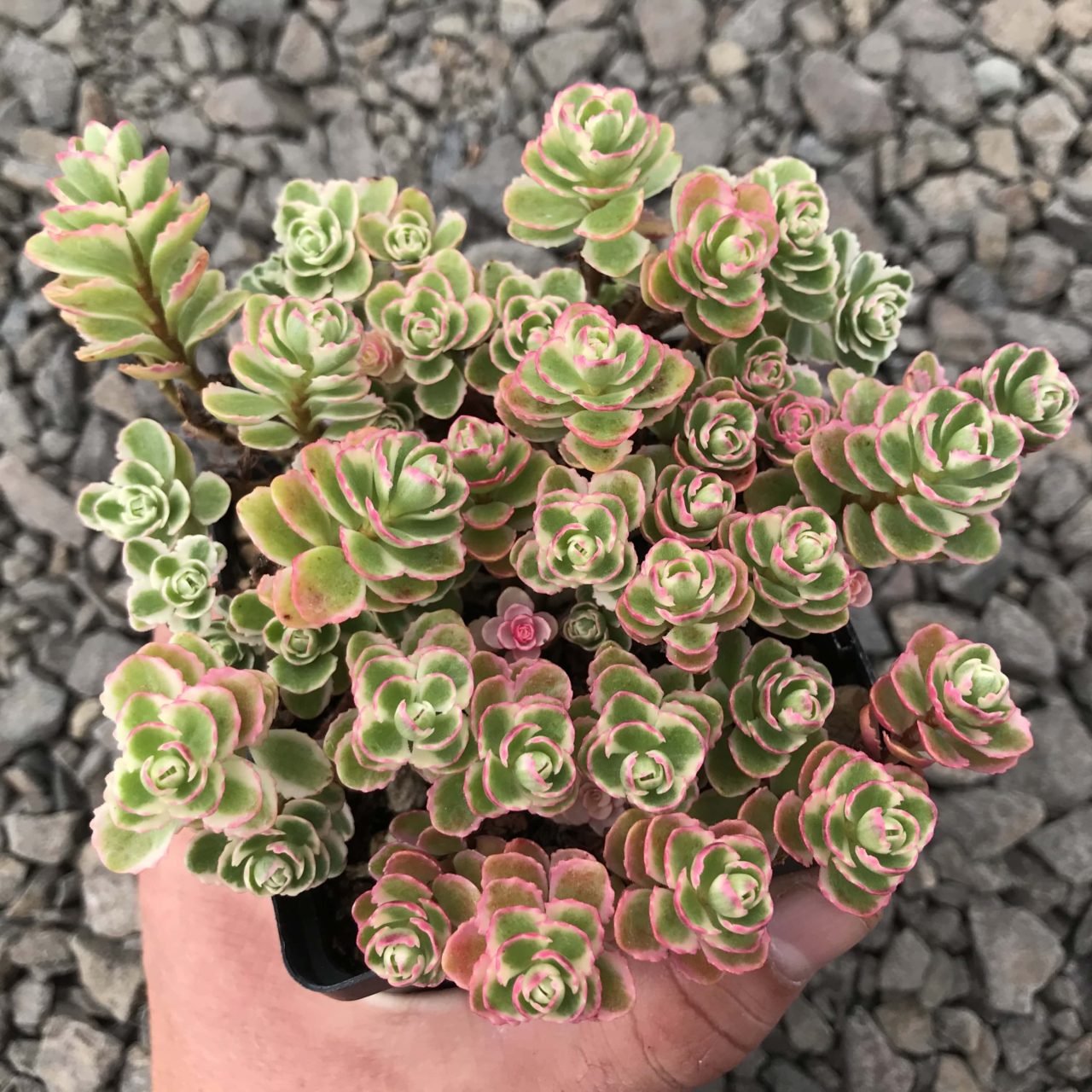 Sedum Spurium ‘Tricolor’ ( Care Guide With Pictures)- Succulents Network