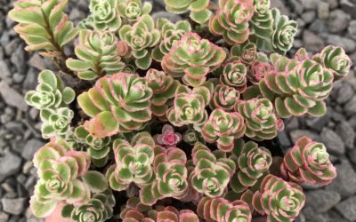 Sedum Spurium ‘Tricolor’