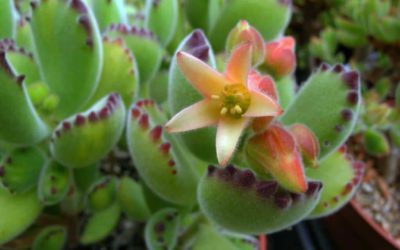 Cotyledon Tomentosa ‘Bear’s Paw’