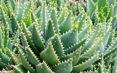 Aloe Perfoliata ‘Mitre Aloe’