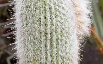 Cephalocereus Senilis ‘Old Man Cactus’