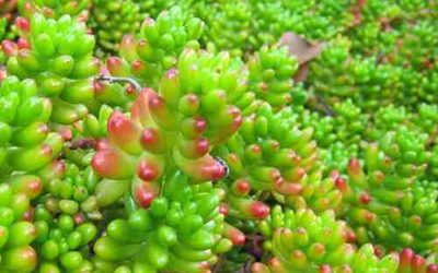 Sedum Rubrotinctum​ ‘Pork and Beans’