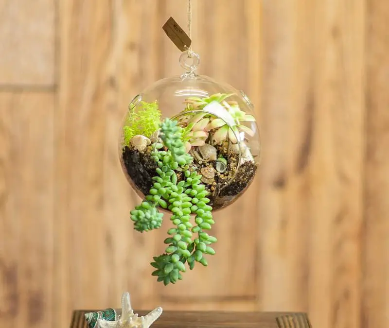 How to Make a Succulent Terrarium