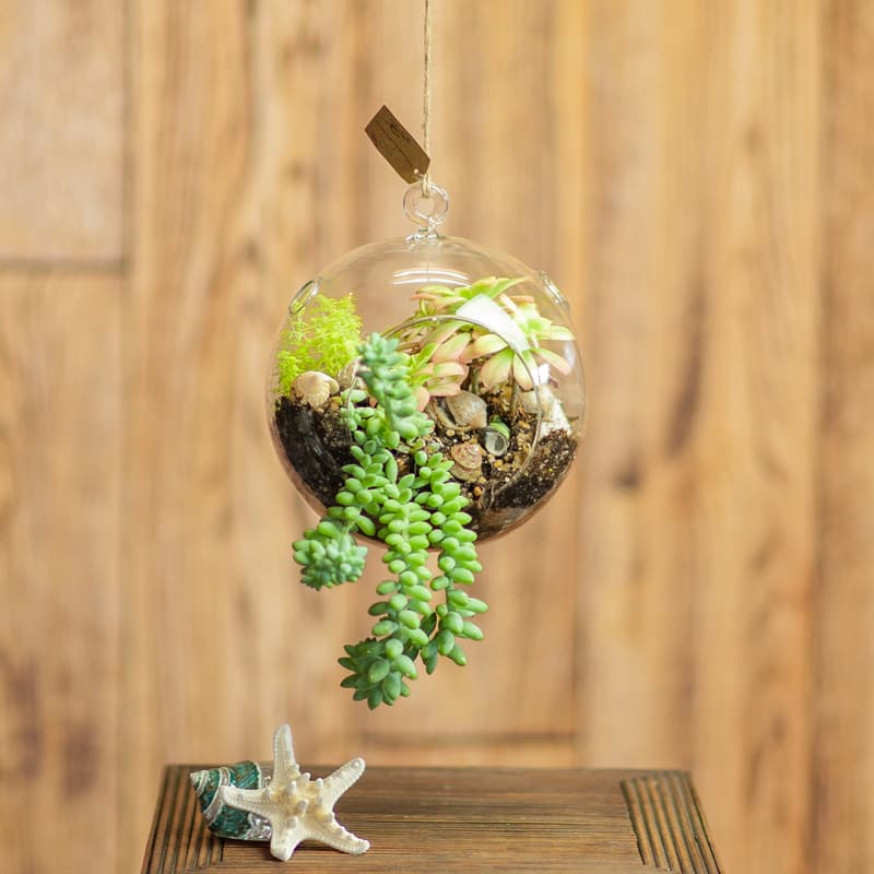 How to Make a Succulent Terrarium (With Pictures)- Succulents Network