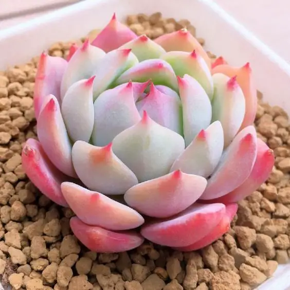 Top 11 Most Beautiful Pink Succulents (Guide)- Succulents Network
