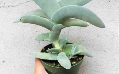 Crassula Falcata ‘Propeller Plant’