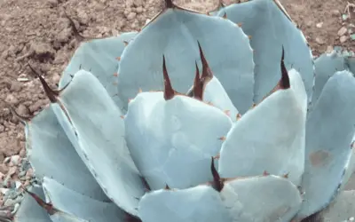 Agave Parryi Truncata ‘Artichoke Agave’