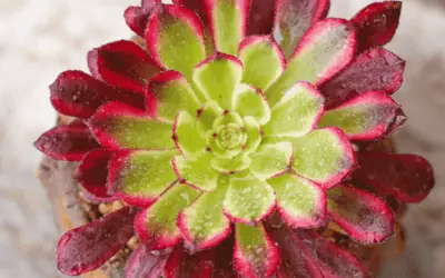 Aeonium ‘Mardi Gras’