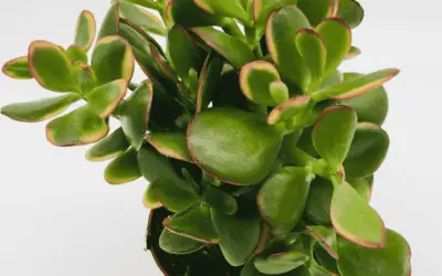 Crassula Ovata ‘Money Tree’