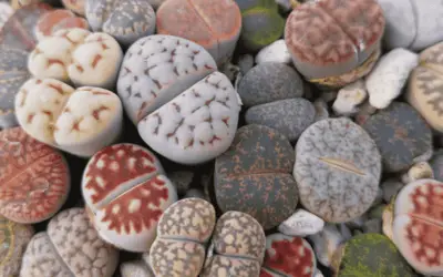 Lithops