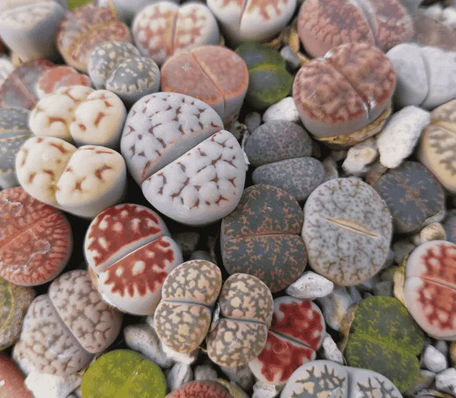 Lithops