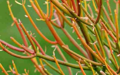 Euphorbia Tirucalli ‘Sticks on Fire’